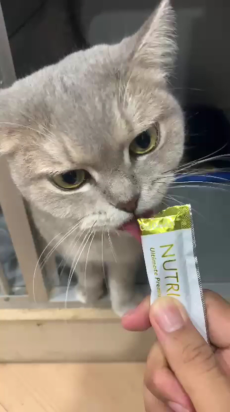 kittycat grocery 9